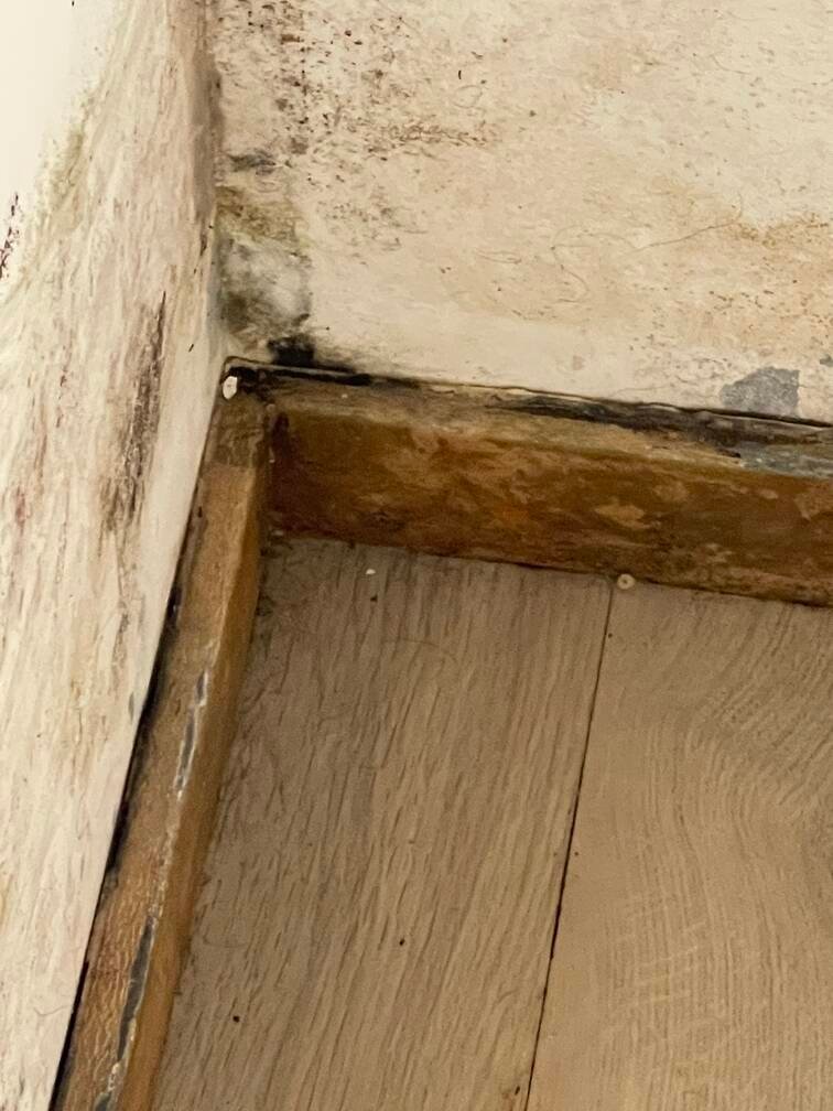 Moisissure suite à fuite d’eau