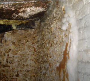 Mérule; Légionelle ; Germe hydrique 44000 NANTES