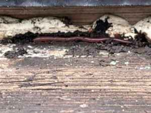 Expertise avant achat  Immobilier, les erreurs à ne pas commettre. 44500 LA BAULE