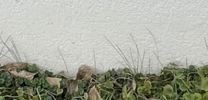 Expertise Globale Maison avant achat avec Vices cachés 44000 NANTES 